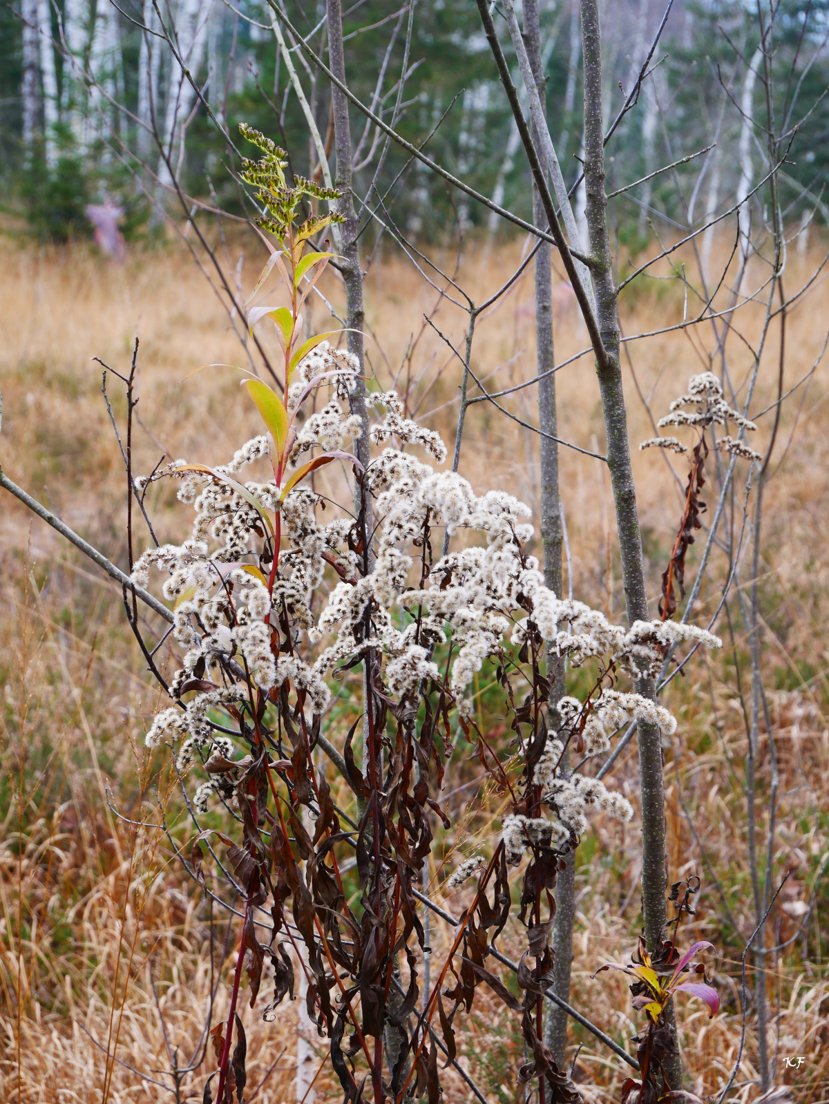 Reisefotografie, Egerndacher Filzen,